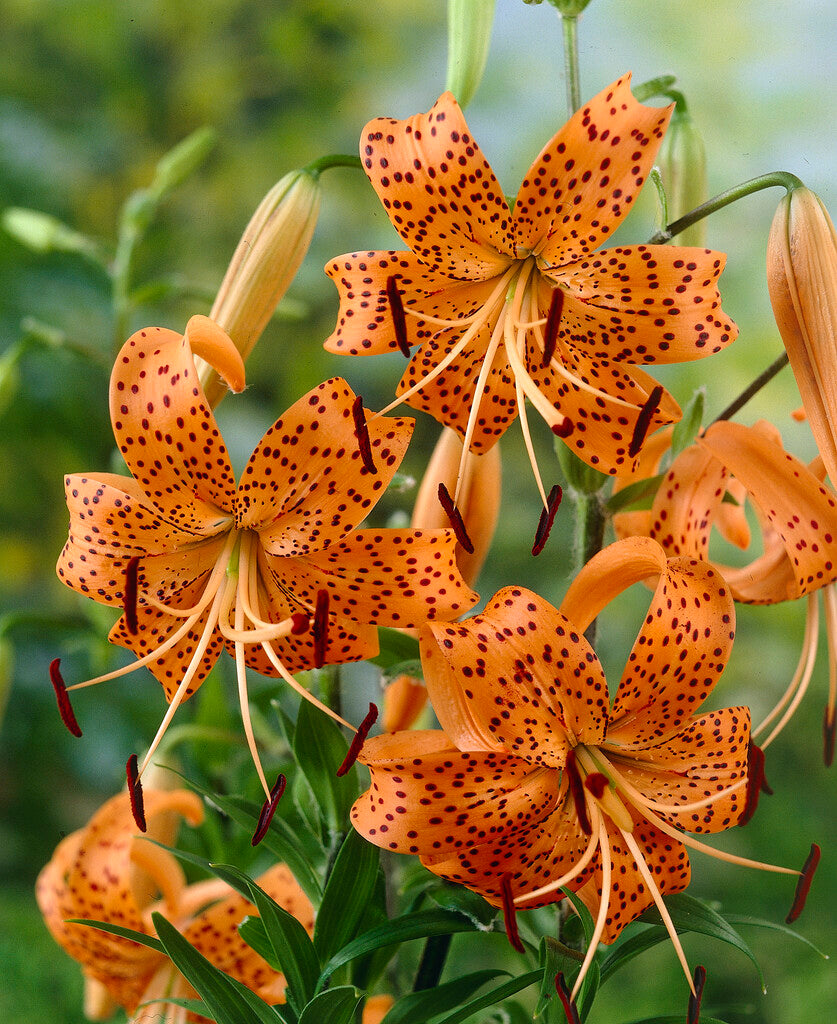 Orientalsk lilje-Lilium Orientalsk Tigriin. Splendens 2-pakning